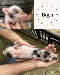Male - ADOPTED
