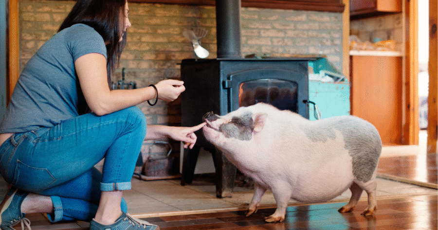 how to train a mini pig