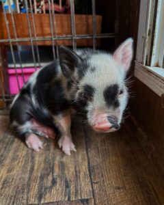 Male - ADOPTED