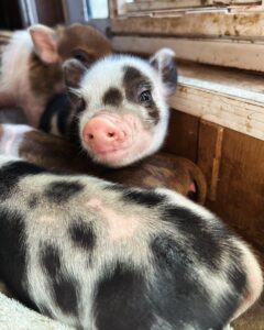 Female - ADOPTED