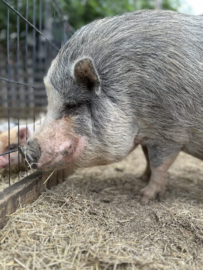 grey mini pig petting zoo San Antonio Texas