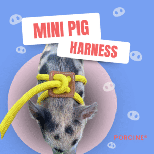 PORCINE mini pig harness and leash for sale