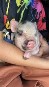 Female - AVAILABLE
