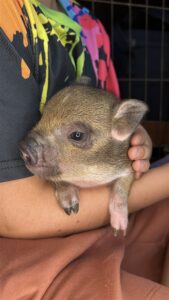 Female - ADOPTED