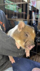 Female - ADOPTED