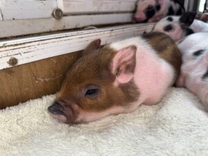 Female - AVAILABLE