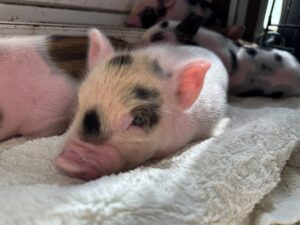 Male - AVAILABLE
