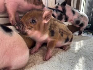 Male - AVAILABLE