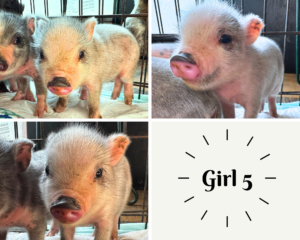 mini pig piglet for sale in San Antonio, TX