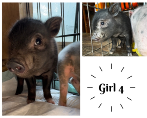 mini pig piglet for sale in San Antonio, TX
