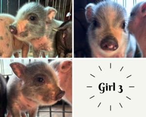 mini pig piglet for sale in San Antonio, TX
