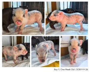 mini pig piglet for sale in San Antonio, TX