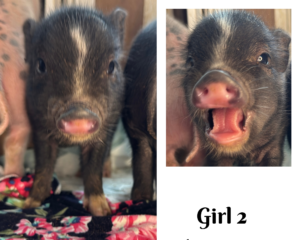 mini pig piglet for sale in San Antonio, TX