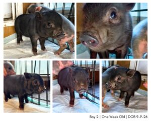 mini pig piglet for sale in San Antonio, TX