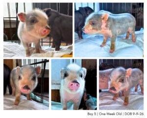 mini pig piglet for sale in San Antonio, TX