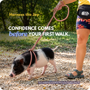 How to harness train a mini pig