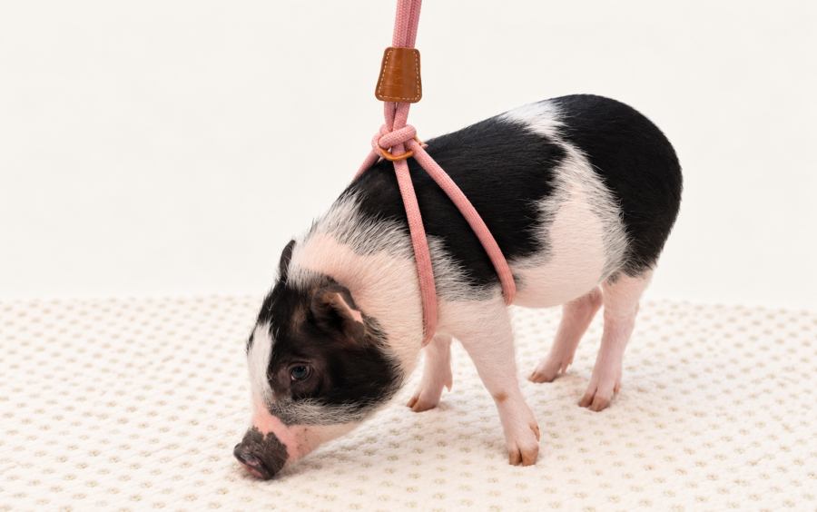 How to harness train a pig